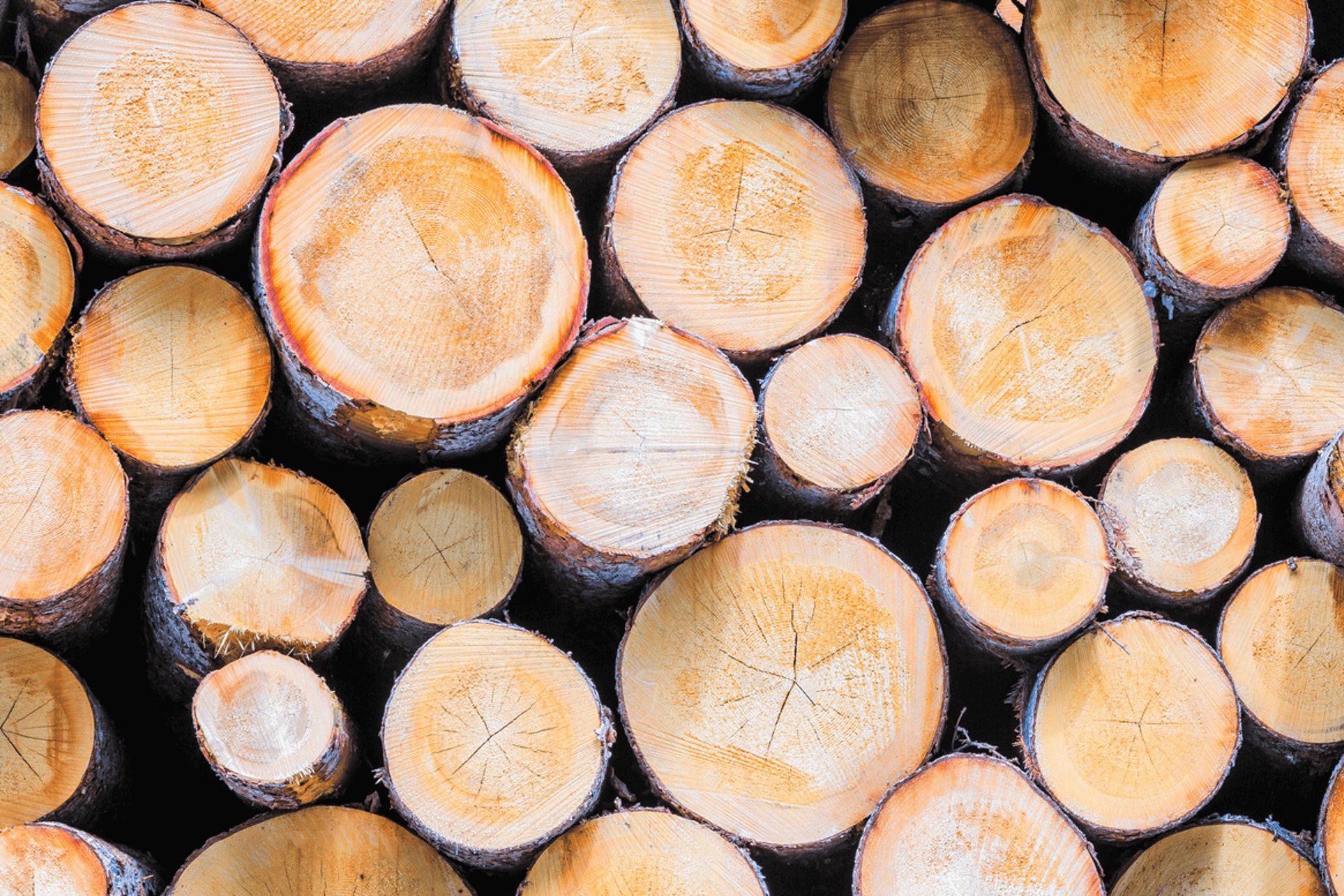 Photo d'un tas de rondin de hêtre en gros plan. On voit la tranche des rondins de bois.